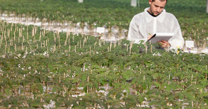 Veg Protect: Έρευνα για ποιοτικότερες σοδειές με χαμηλότερο κόστος